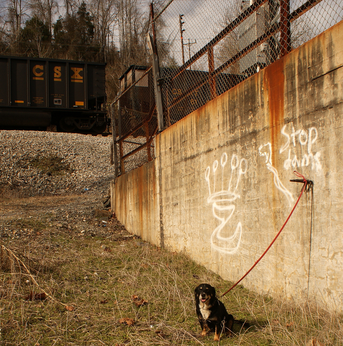 681 - Pooch Trudy next to the "STOP DAMS" graffiti with the U16323 above